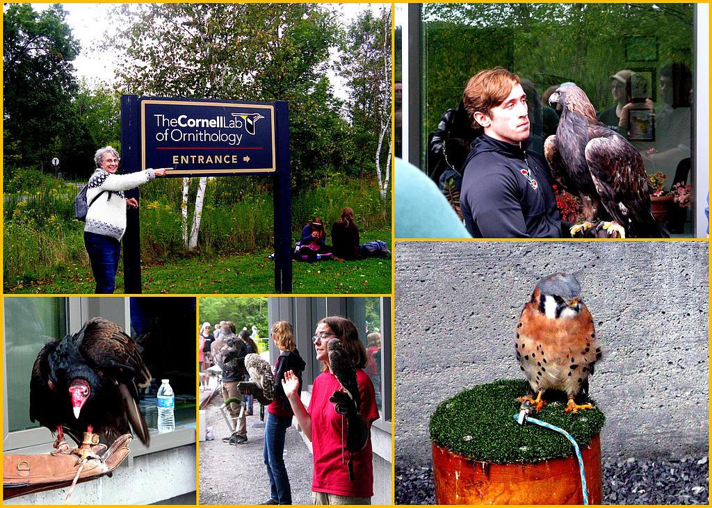 Cornell Lab of Ornithology, Raptors, September 14, 2019